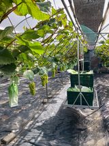 팜모닝 포도·자유게시판 게시글 이미지