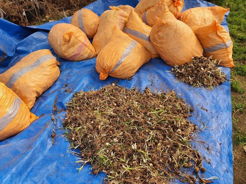 약초원 김종군님의 장터 판매 상품 [2024꽃무릇 구근1키로단위] 첨부 사진