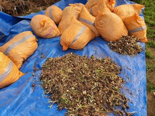 약초원 김종군님의 작성글 사진