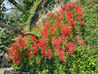 약초원 김종군님의 작성글 사진