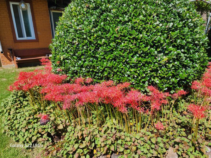 약초원 김종군님의 장터 판매 상품 [2024꽃무릇 구근1키로단위] 첨부 사진