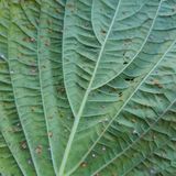 팜모닝 들깨·병해충상담 게시글 이미지