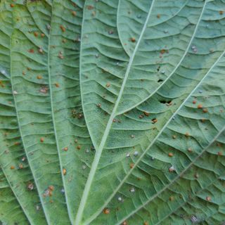 박정희님의 들깨 · 병해충상담 작성글 사진