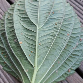 박정희님의 들깨 · 병해충상담 작성글 사진