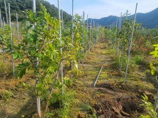 일심묘목농원님의 기타작물 · 자유게시판 작성글 사진