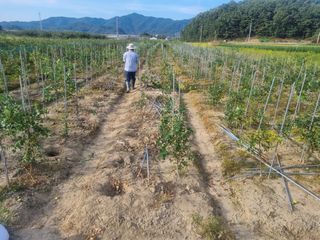 일심묘목농원님의 기타작물 · 자유게시판 작성글 사진