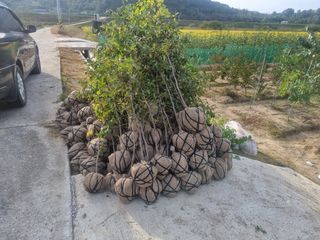 일심묘목농원님의 기타작물 · 자유게시판 작성글 사진