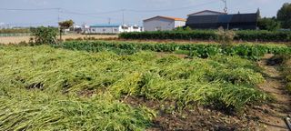 정진해님의 들깨 · 자유게시판 작성글 사진