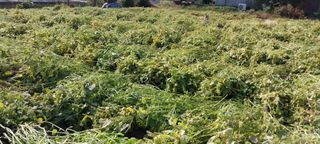 정진해님의 들깨 · 자유게시판 작성글 사진