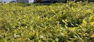 정진해님의 들깨 · 자유게시판 작성글 사진