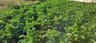 박영준님의 자유주제 · 자유게시판 작성글 사진