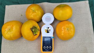 빈현린님의 감 · 자유게시판 작성글 사진