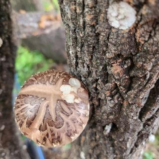 황지유님의 버섯 · 병해충상담 작성글 사진