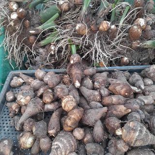 고북면공심채 농인님의 작성글 사진