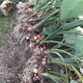 고북면공심채 농인님의 작성글 사진