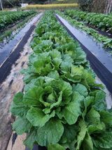 팜모닝 들깨·영농일지 게시글 이미지