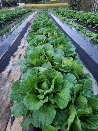 장재갑님의 들깨 · 영농일지 작성글 사진