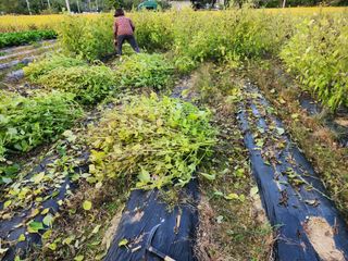장재갑님의 들깨 · 영농일지 작성글 사진