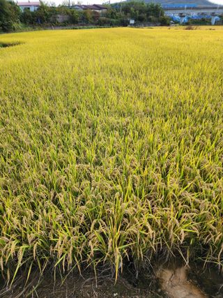  청계유정란 박진균님의 작목반 소개하고 지원받기 · 참여글 작성글 사진