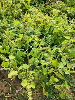  청계유정란 박진균님의 작목반 소개하고 지원받기 · 참여글 작성글 사진