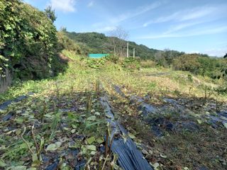 한골머스마님의 토마토 · 영농일지 작성글 사진