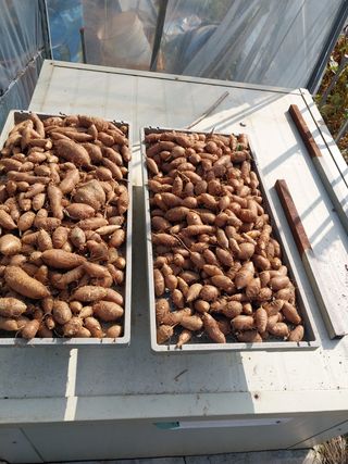 Byh6905님의 토마토 · 영농일지 작성글 사진