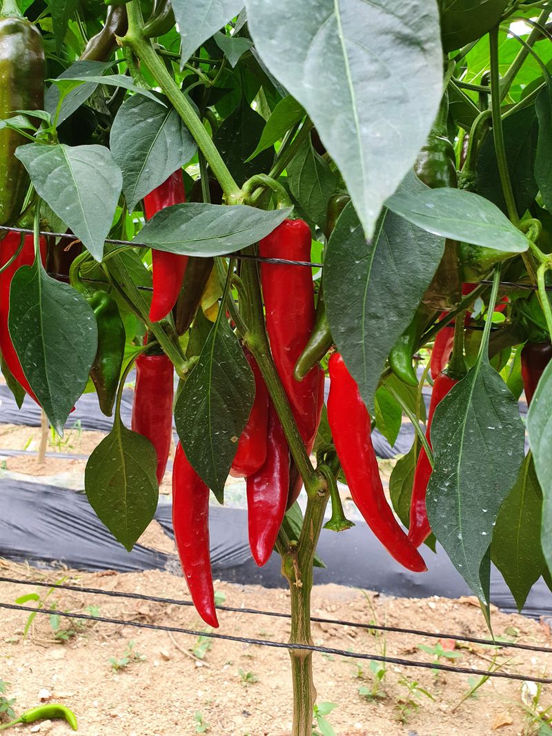 장터 상품 [고추가루 ] 썸네일