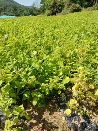 오영균 님의 자유주제 · 자유게시판 작성글 사진