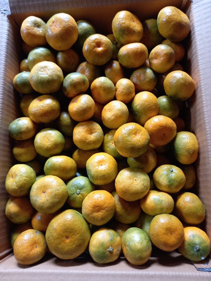 장터 상품 [노지극조생귤 혼합과10키로] 썸네일