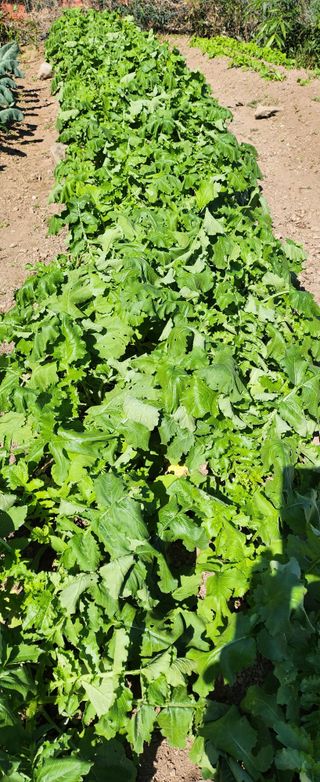 김삼철님의 양배추 · 병해충상담 작성글 사진