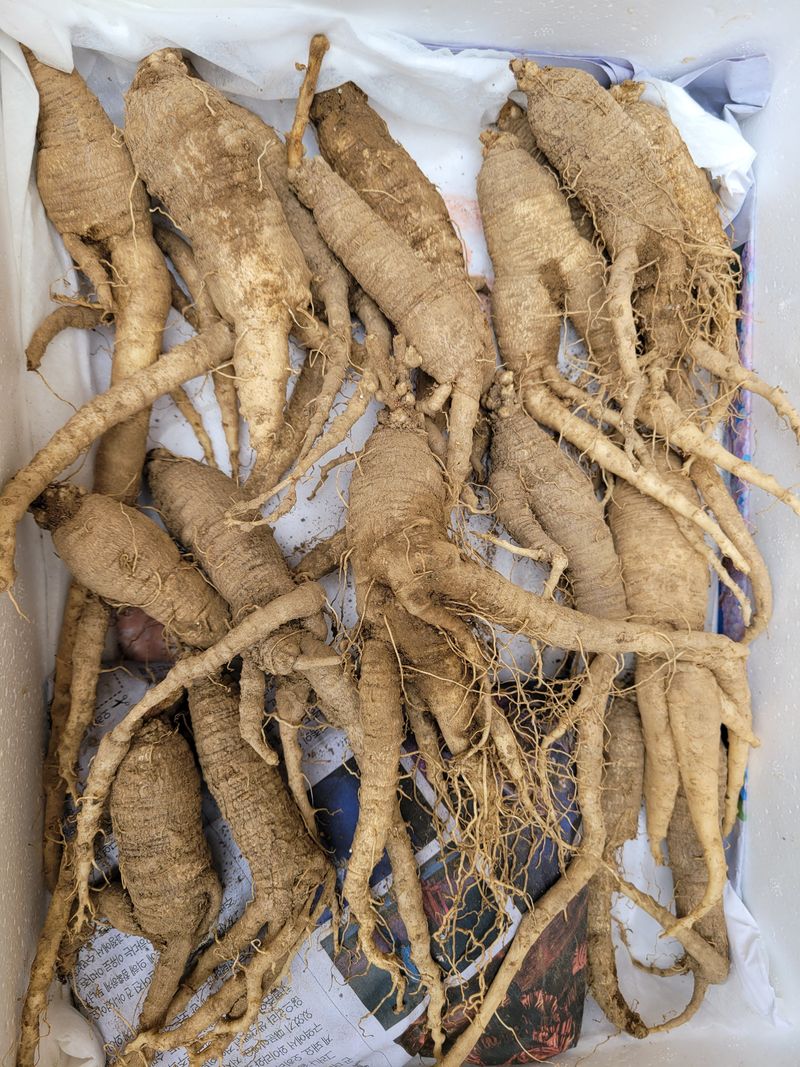 장터 상품 [큰더덕] 썸네일