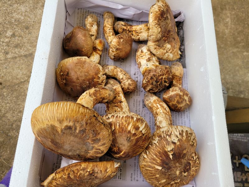 장터 상품 [자연산 송이] 썸네일