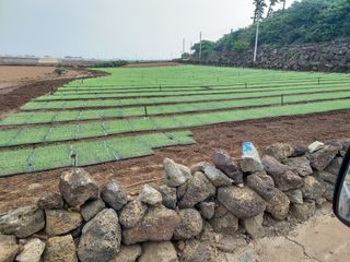 나는멋쟁이님의 양파 · 자유게시판 작성글 사진