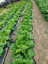 팜모닝 배추·일상 게시글 이미지