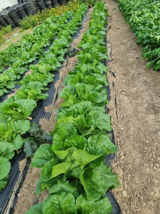 김석중님의 배추 · 일상 작성글 사진