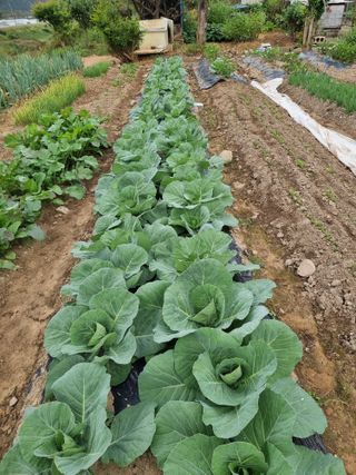 김석중님의 배추 · 일상 작성글 사진