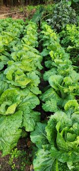 팜모닝 배추·결구기 농작업 게시글 이미지