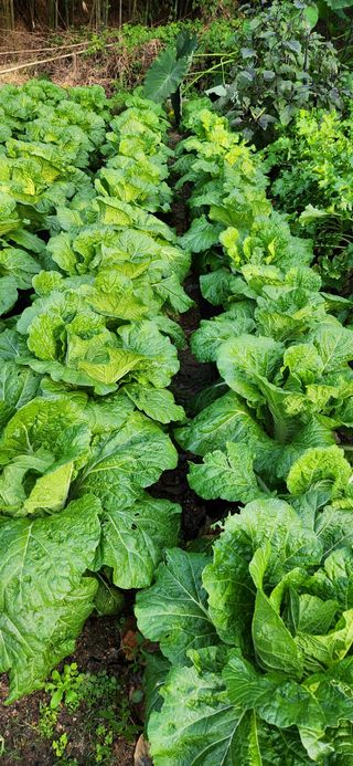 이인구님의 배추 · 결구기 농작업 작성글 사진