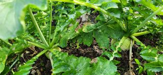 이인구님의 배추 · 결구기 농작업 작성글 사진