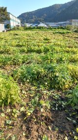 팜모닝 들깨·영농일지 게시글 이미지