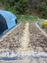 팜모닝 마늘·토양준비 게시글 이미지