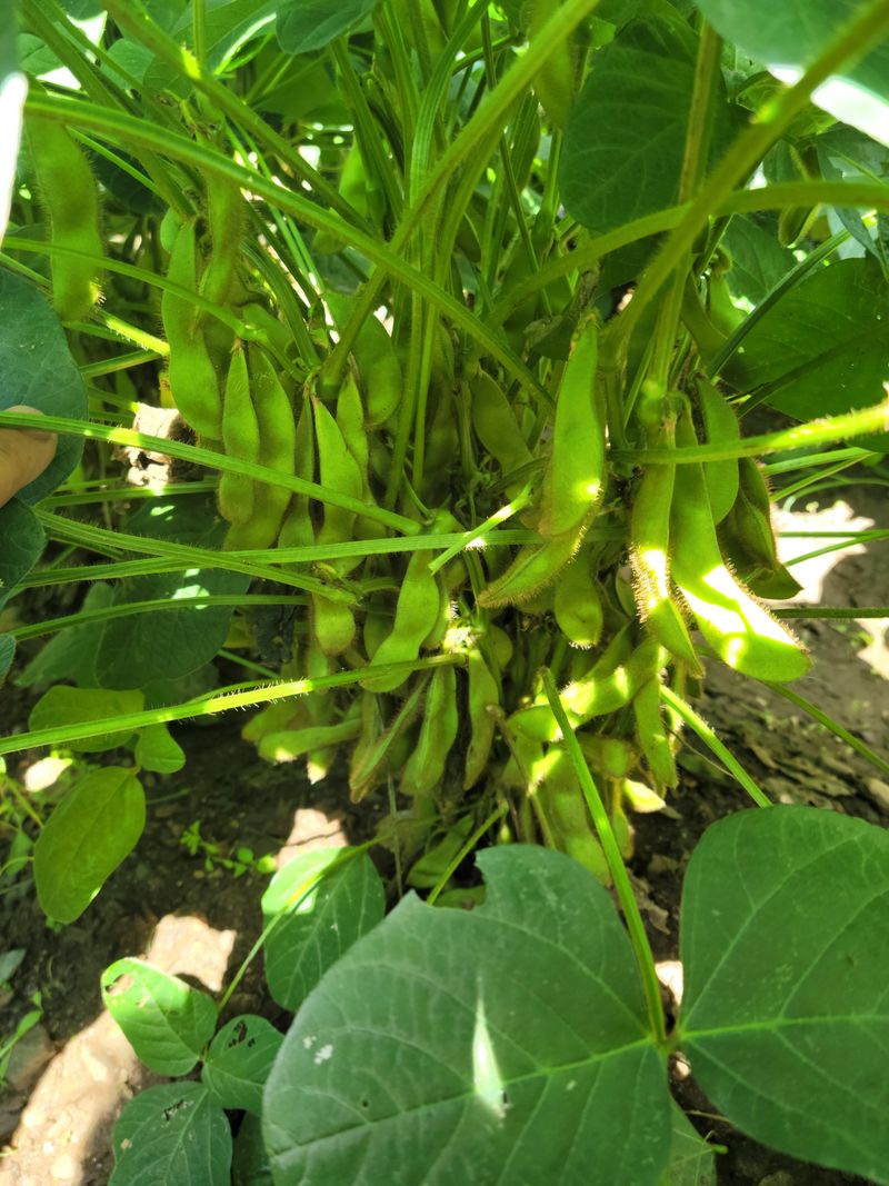 장터 상품 [밤 고구마 10KG] 썸네일