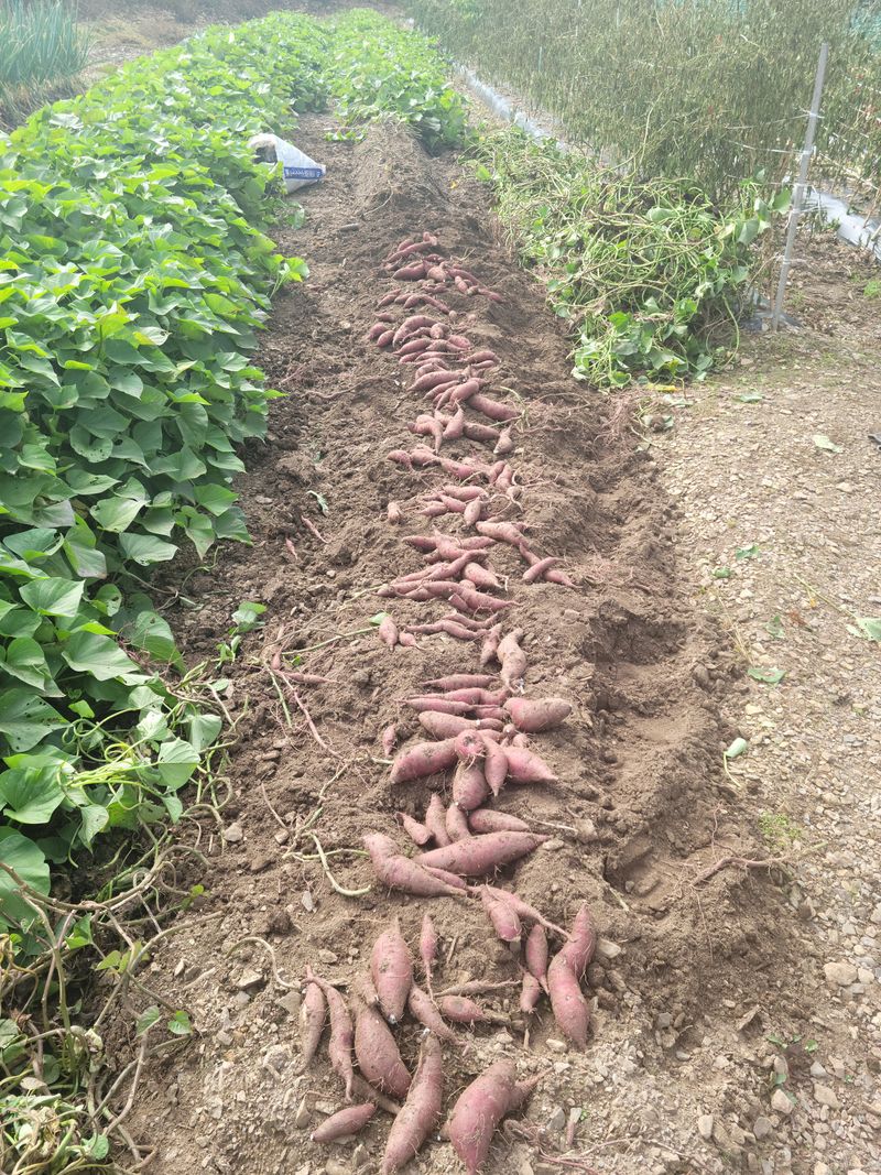 장기헌님의 장터 판매 상품 [밤 고구마 10KG] 첨부 사진