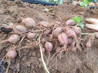 가인 5362님의 작목반 소개하고 지원받기 · 참여글 작성글 사진