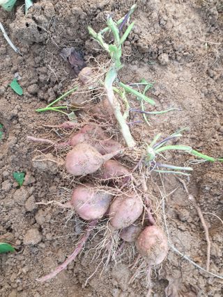 가인 5362님의 작목반 소개하고 지원받기 · 참여글 작성글 사진