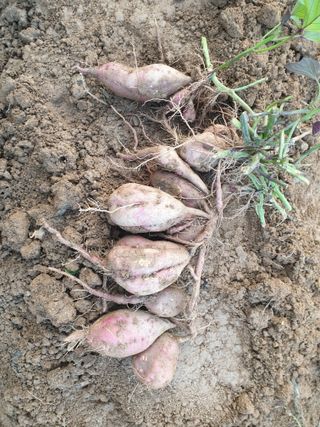 가인 5362님의 작목반 소개하고 지원받기 · 참여글 작성글 사진