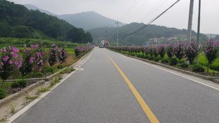 무궁화아리랑사랑농원님의 오이 · 자유게시판 작성글 사진