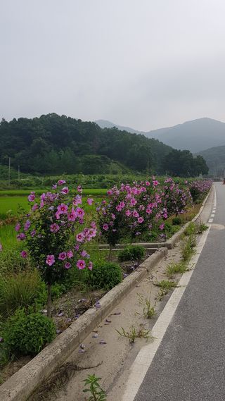 무궁화아리랑사랑농원님의 오이 · 자유게시판 작성글 사진