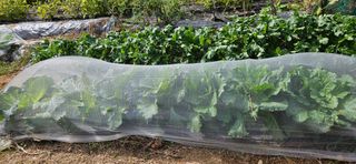 명희님의 작목반 소개하고 지원받기 · 참여글 작성글 사진