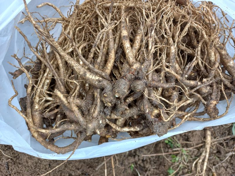 이명숙님의 장터 판매 상품 [더덕1kg13000원호두1kg15000원] 첨부 사진